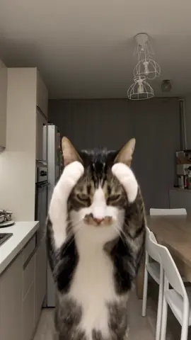 Feline Dance Groove