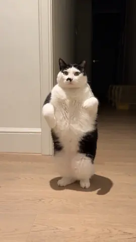 Bipedal Groovy Cat